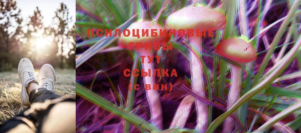 хмурый Аркадак