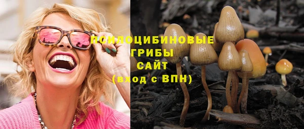хмурый Аркадак